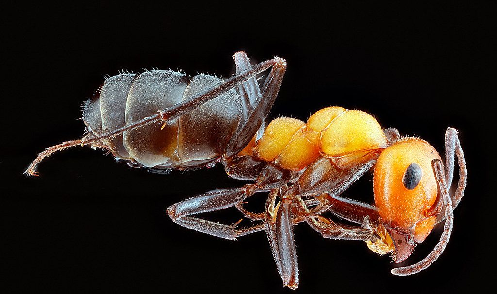Ant Control service in Dothan, AL