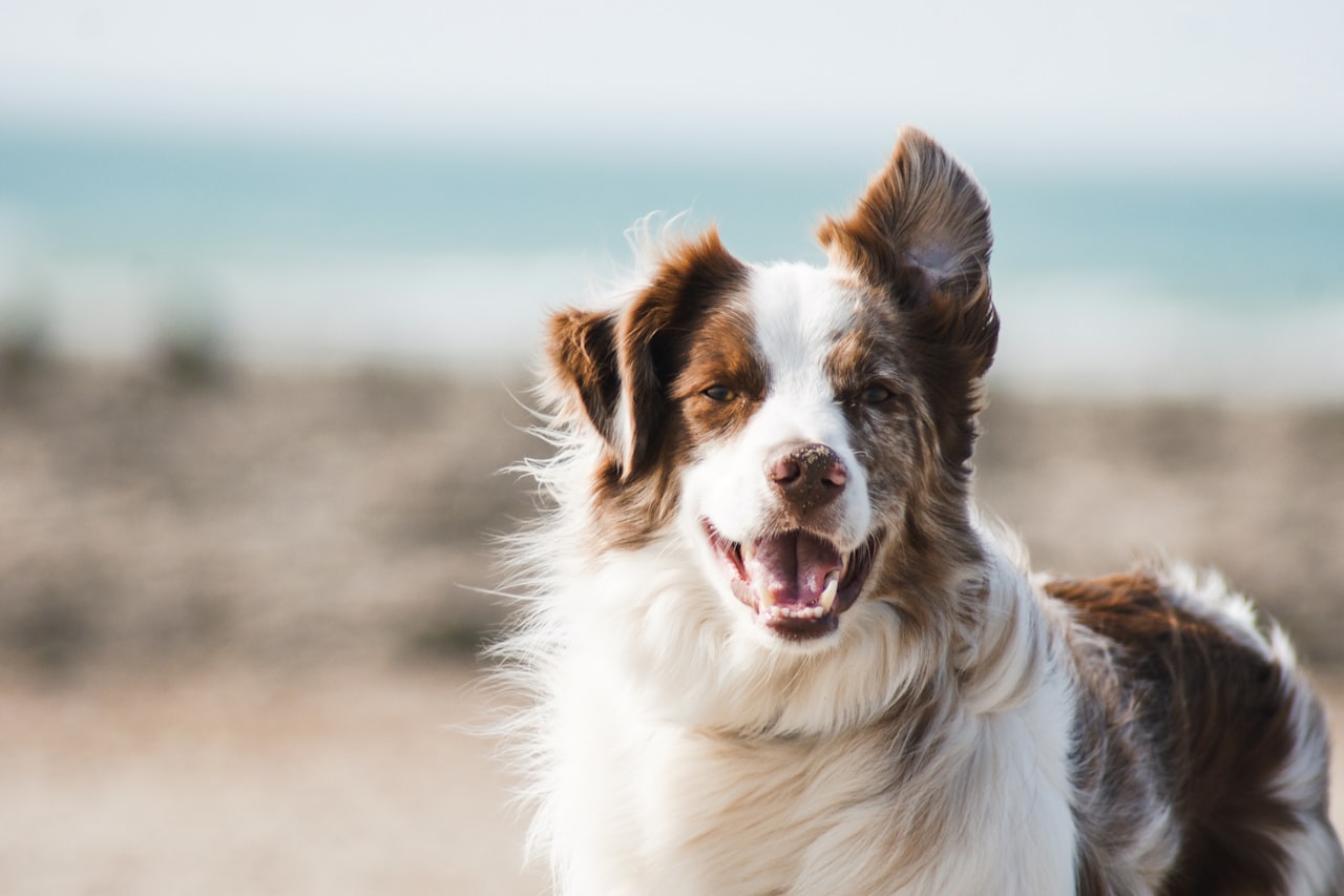 Flea & Tick Control service in Dothan, AL