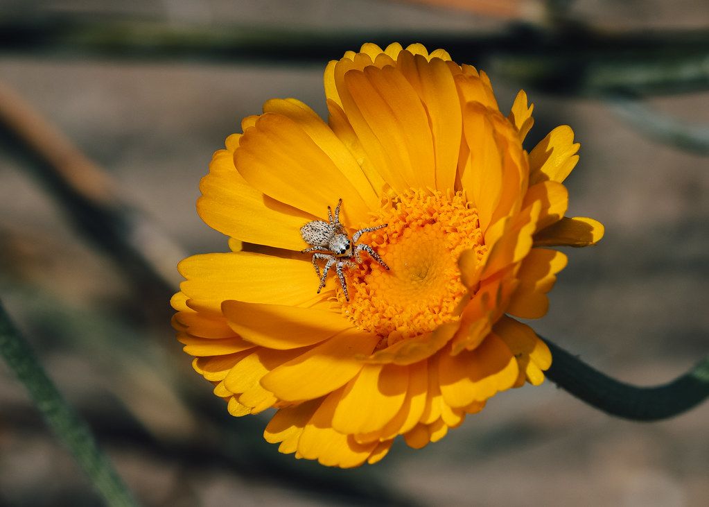 Spider Control service in Dothan, AL